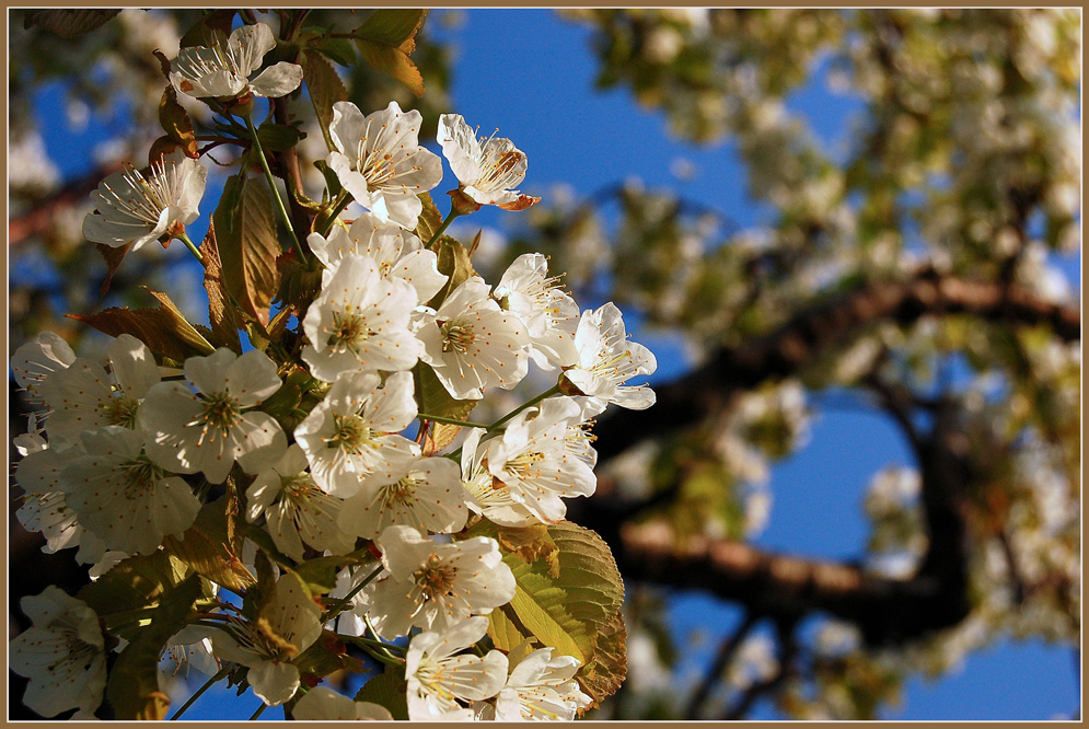 Den Frühling festhalten