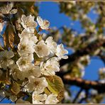 Den Frühling festhalten