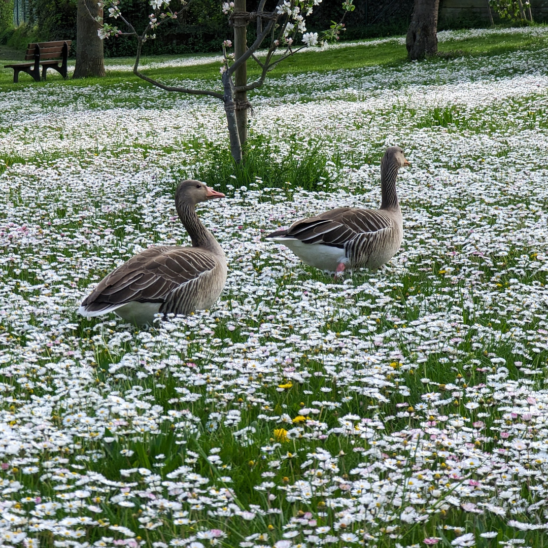 Den Frühling genießen...