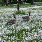 Den Frühling genießen...