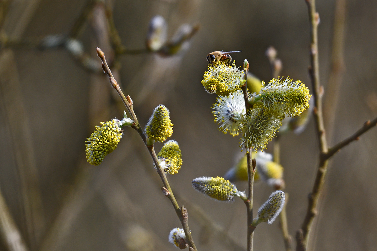 Den Frühling genießen