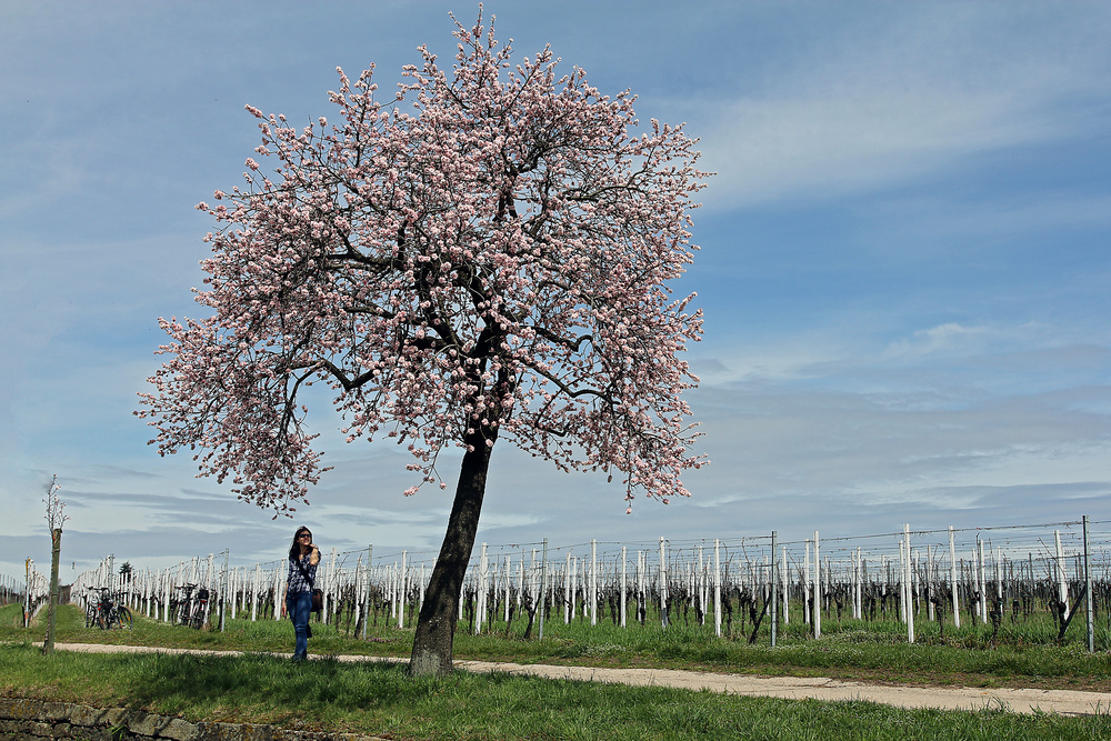 den Frühling genießen