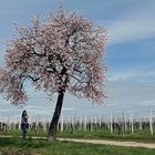 den Frühling genießen