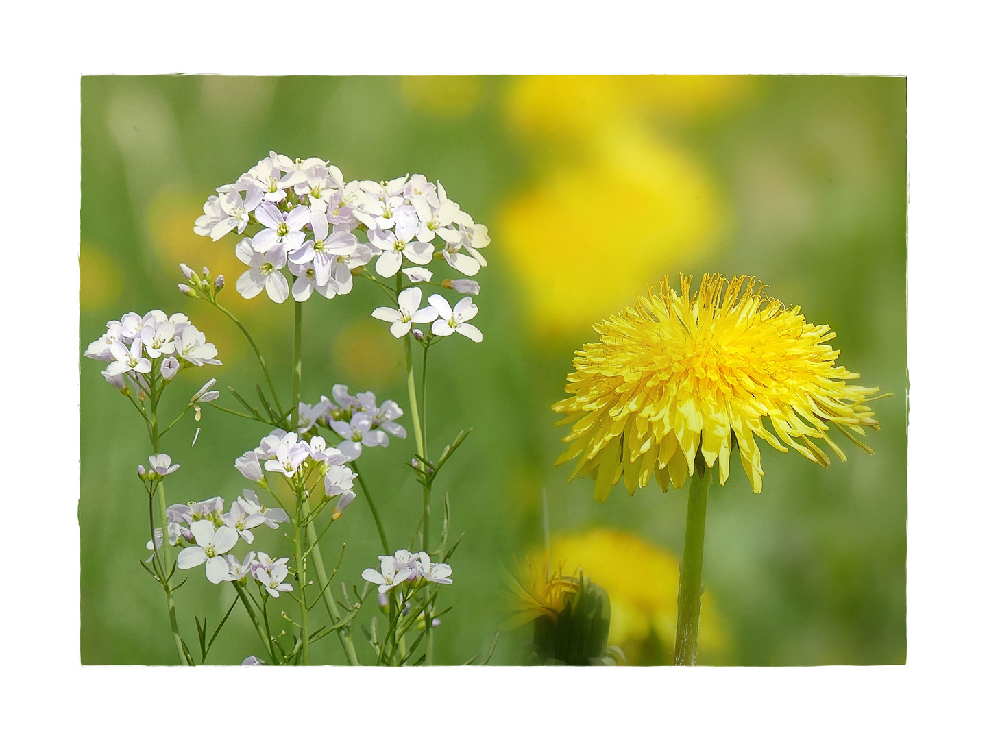 den Frühling genießen...