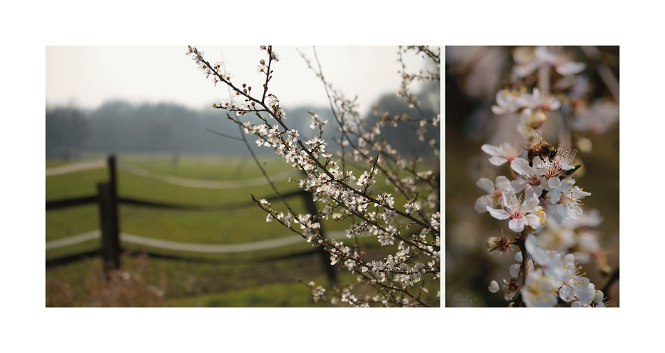 ... den Frühling gespürt