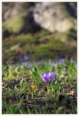 Den Frühling gesucht 3