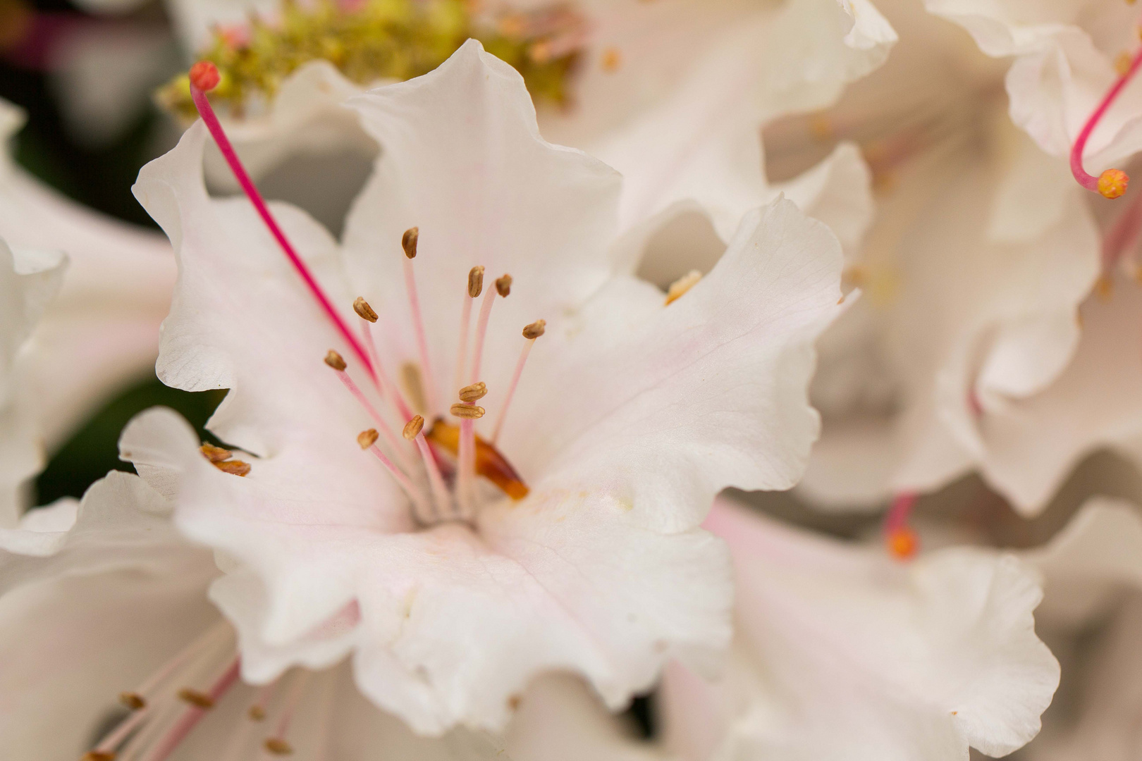 Den Frühling gesucht und gefunden.