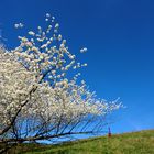 Den Frühling im Schlepptau