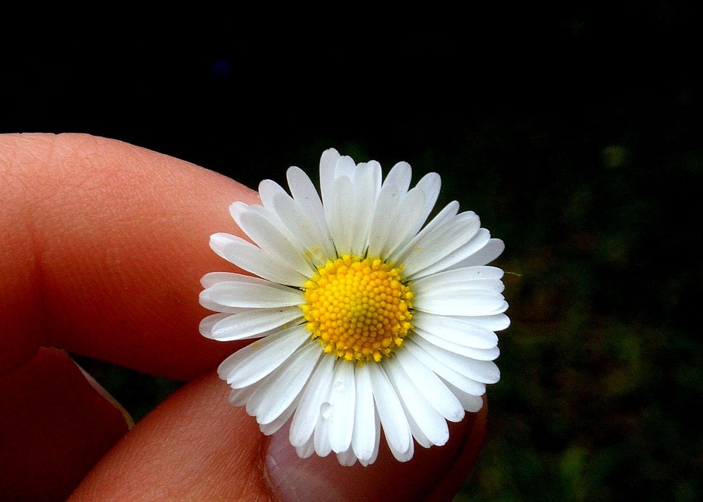 Den Frühling in der Hand