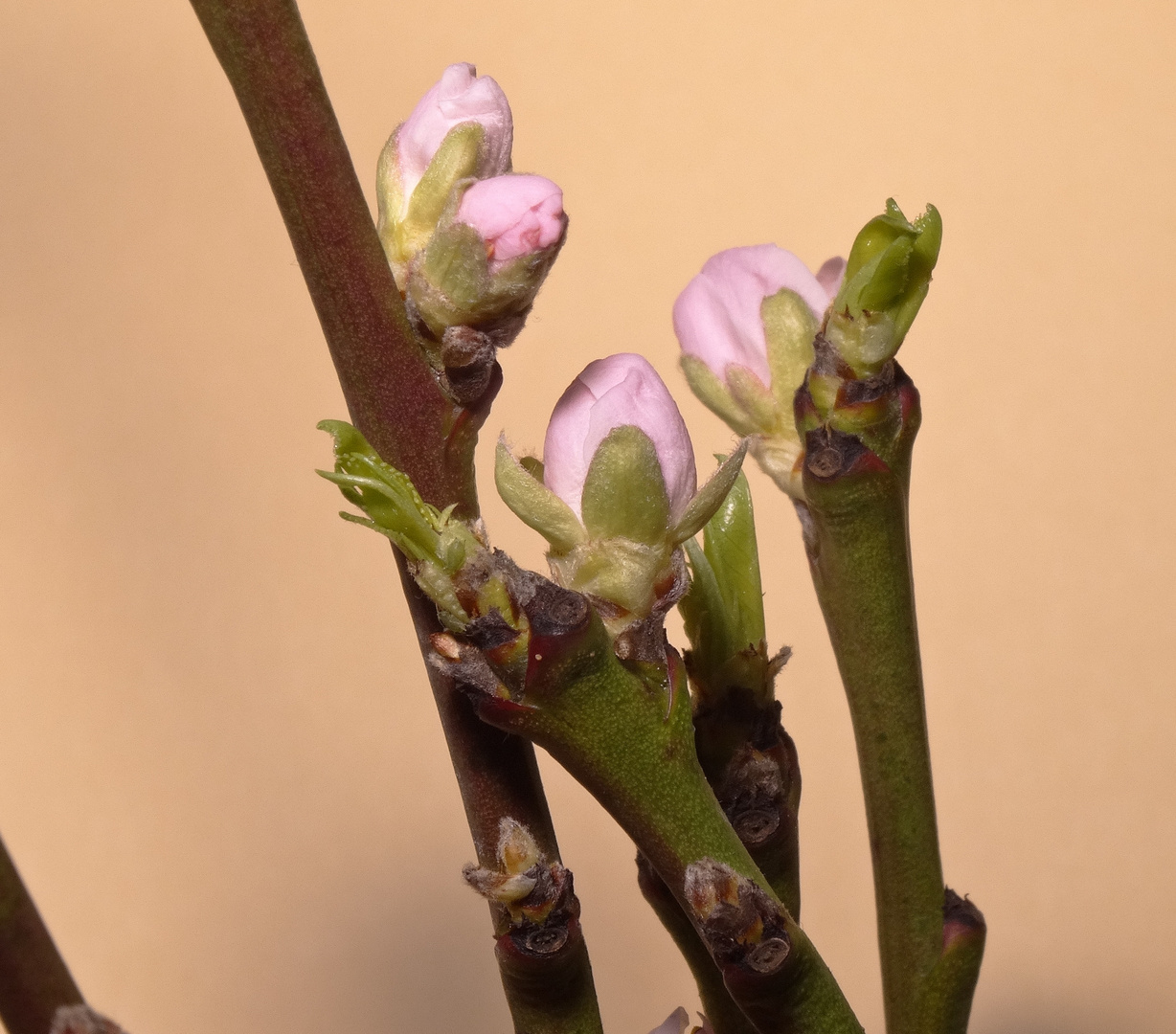 den Frühling in Haus geholt