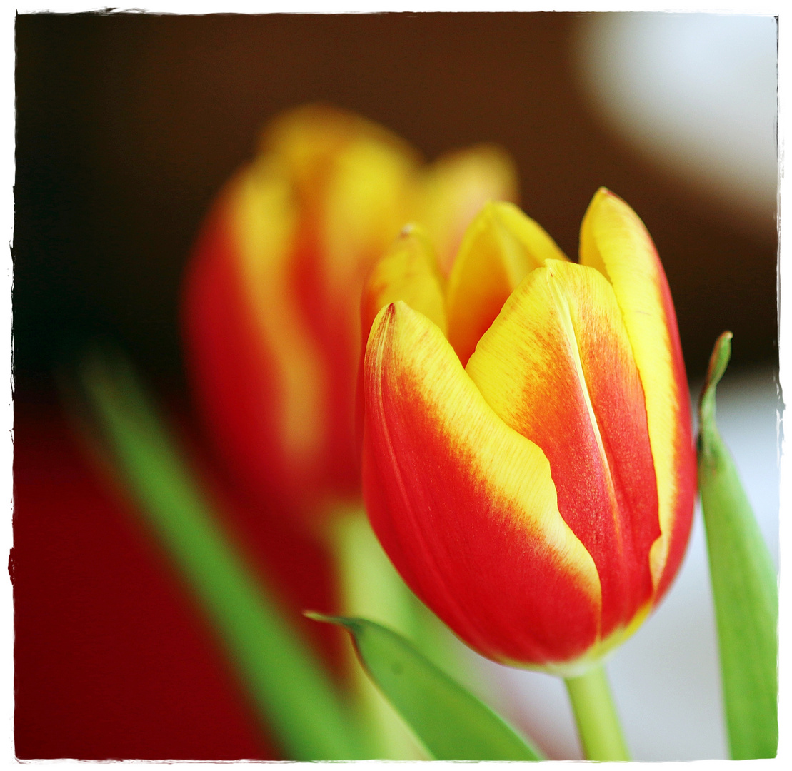 den Frühling ins Haus geholt