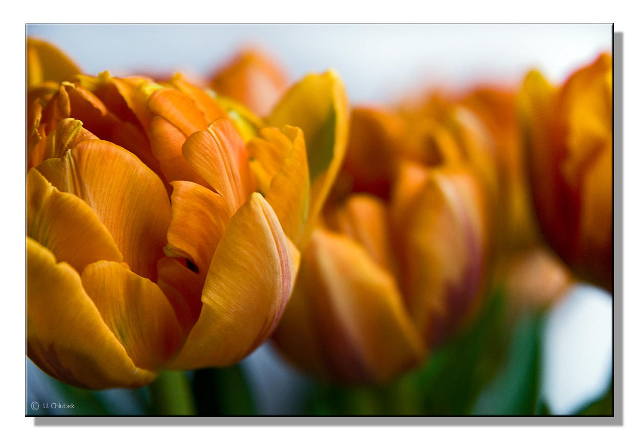 den frühling ins haus holen