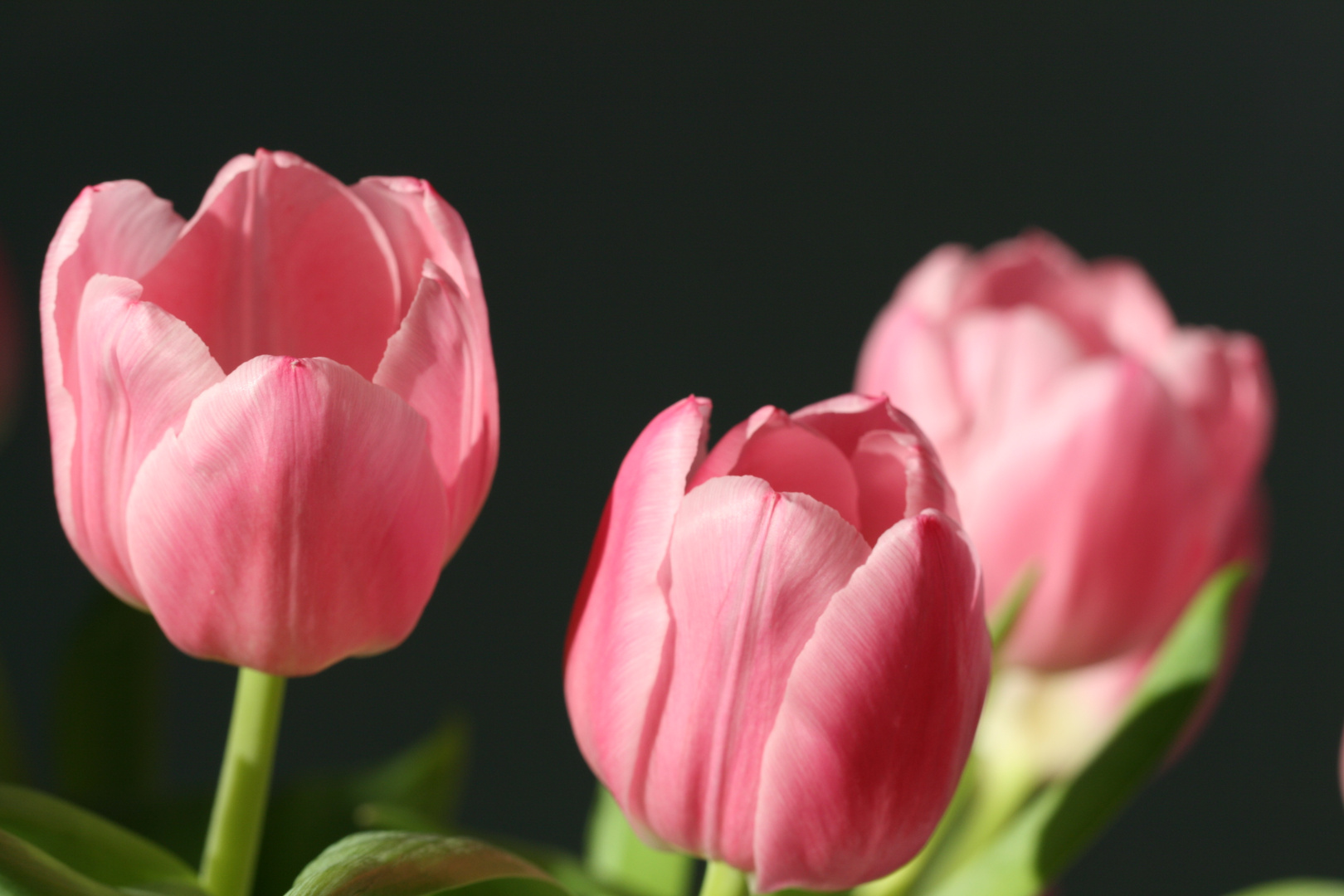 Den Frühling ins Wohnzimmer geholt.