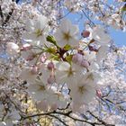 den Frühling locken