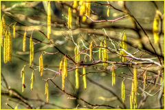 Den Frühling locken.