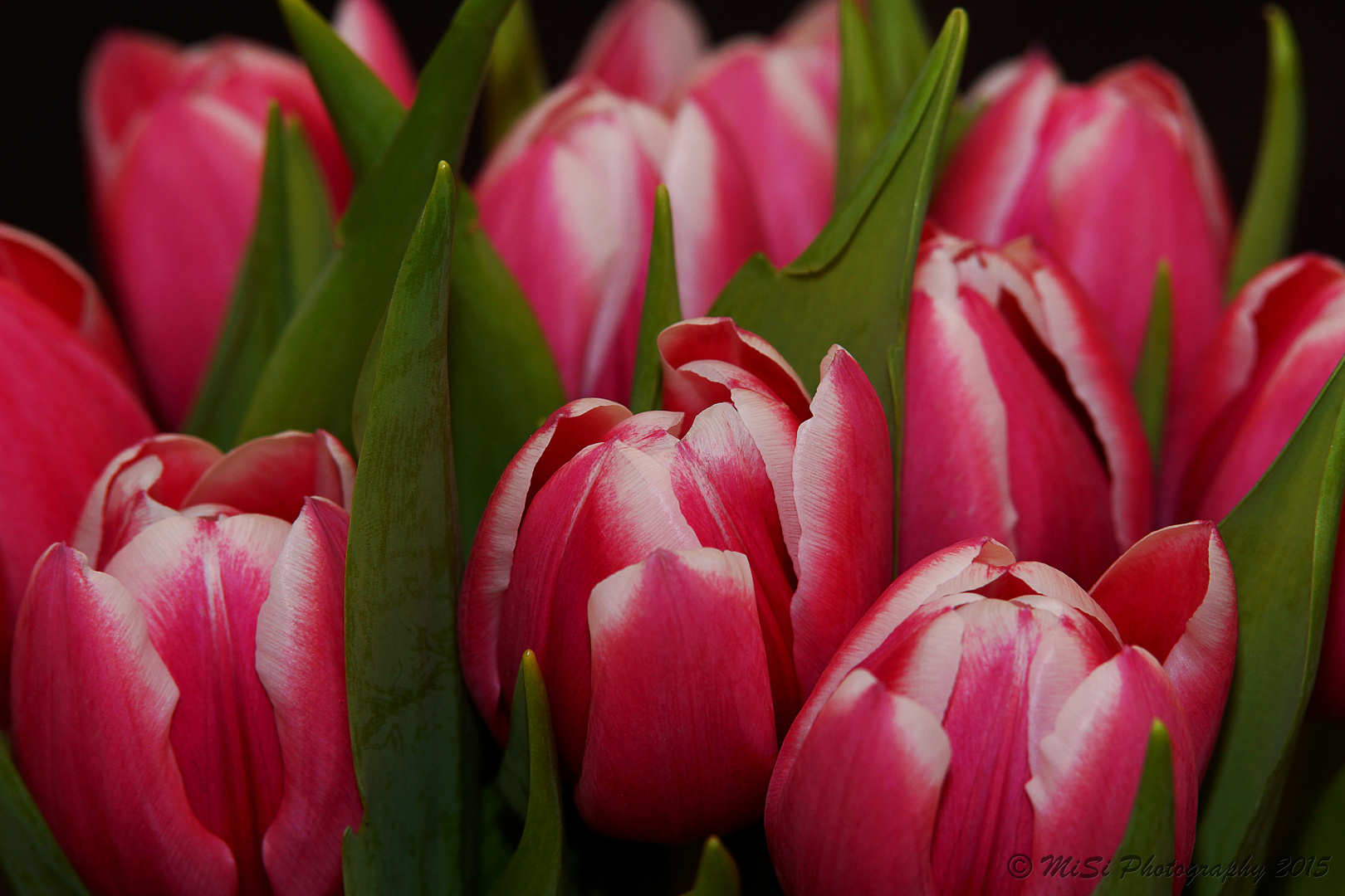 den Frühling nach Hause geholt