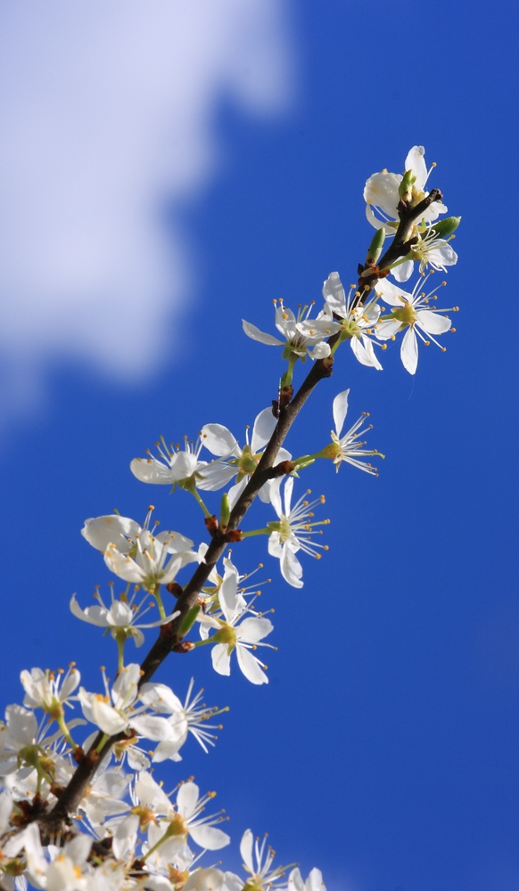 den Frühling riechen