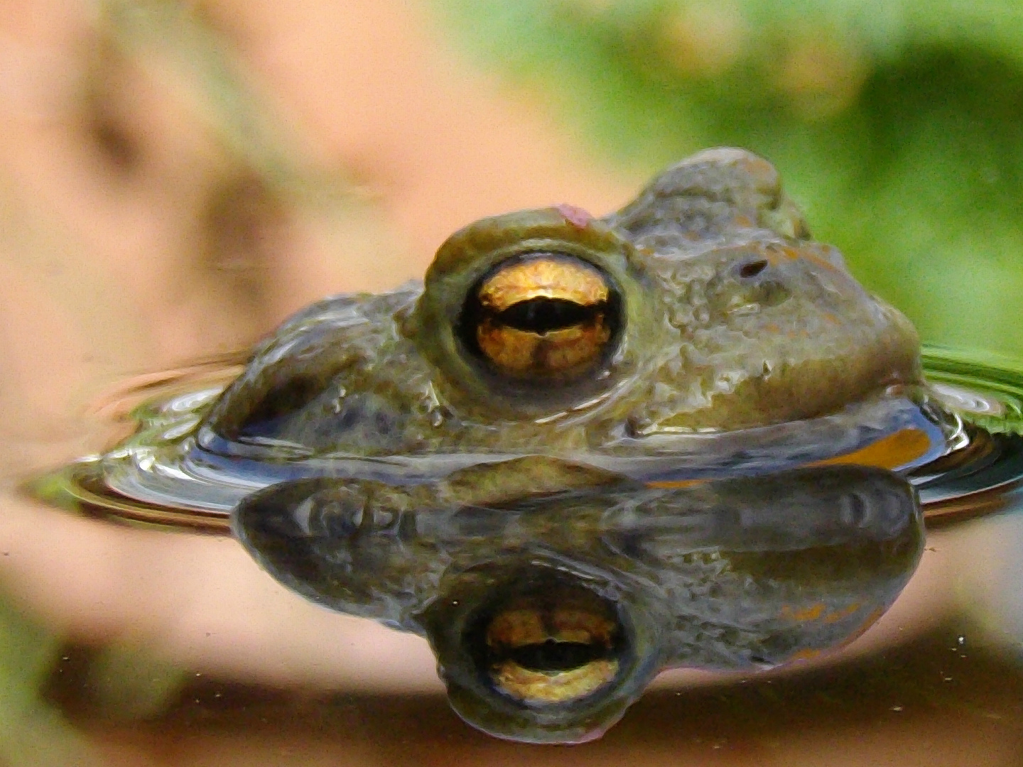 Den Frühling scharf im Blick