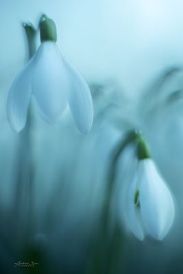 ... den Frühling träumen ...