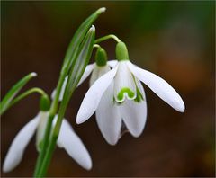 Den Frühling umarmen