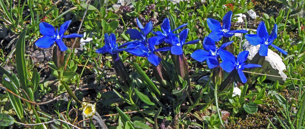 Den Frühlingsenzian - Gentiana verna auf dem Bauch liegend  aufgenommen...                       