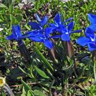 Den Frühlingsenzian - Gentiana verna auf dem Bauch liegend  aufgenommen...                       