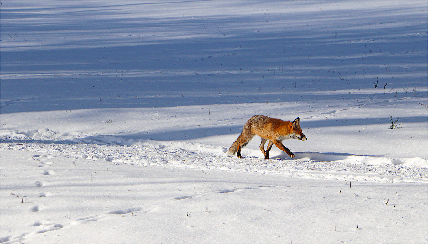 ... den Fuchs