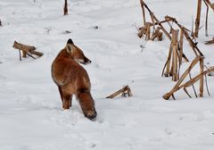 Den Fuchs im Schnee...