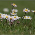 Den Gänseblümchen ist das Wetter egal