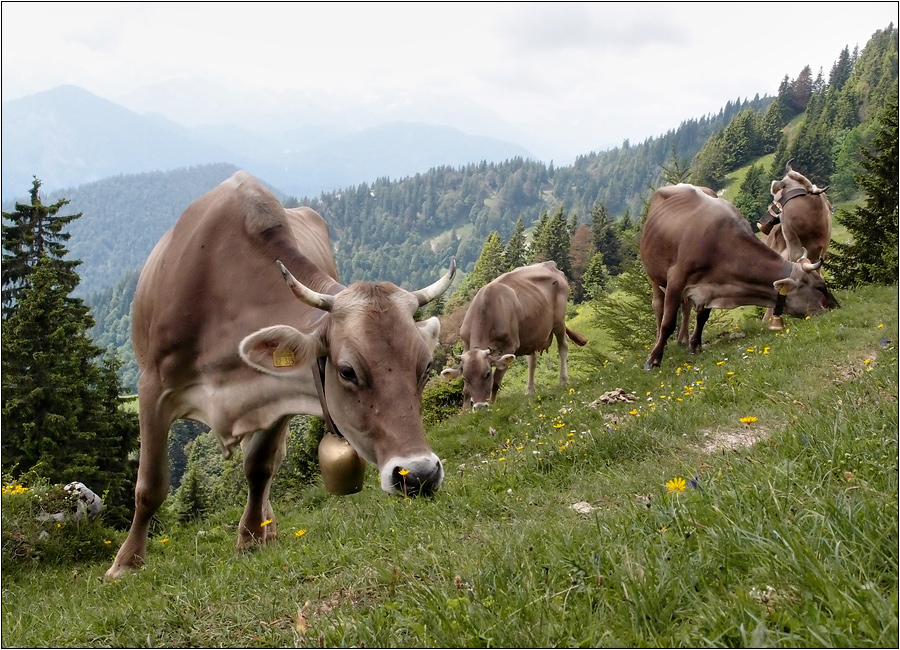 den ganzen Tag Blümchen fressen...