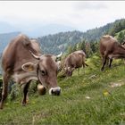 den ganzen Tag Blümchen fressen...