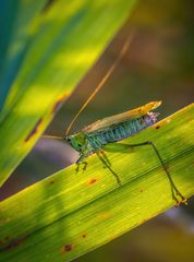 "DEN GANZEN TAG HERUMHÄNGEN"