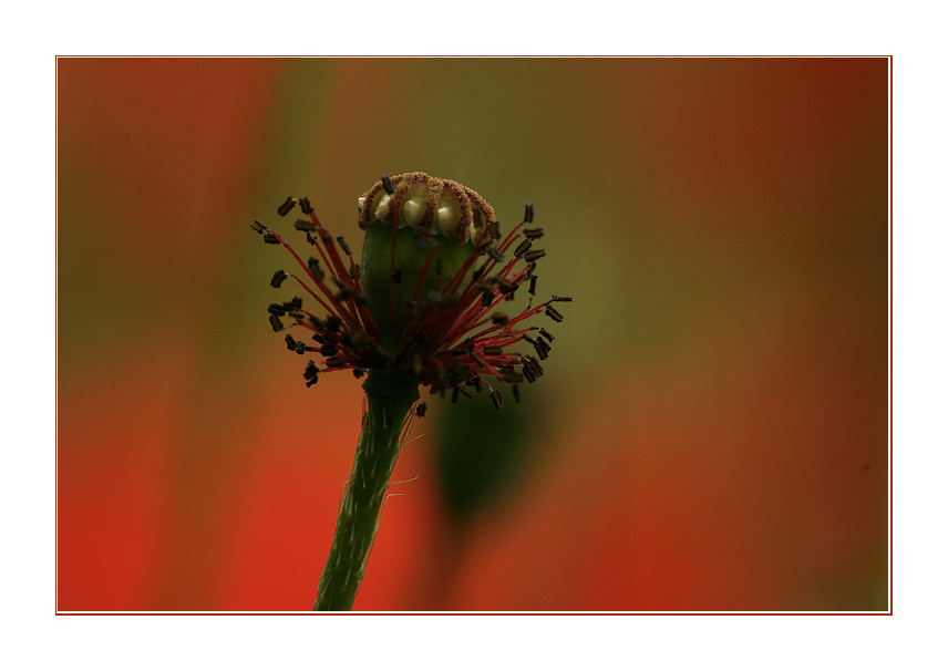 ...den Garten geniessen (2)