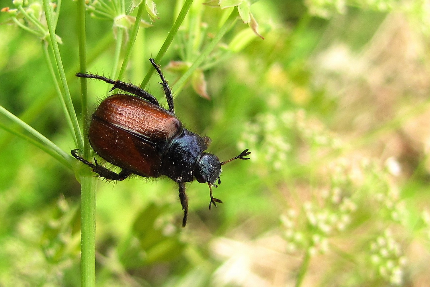 Den Gartenlaubkäfer sehe