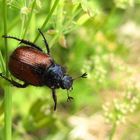 Den Gartenlaubkäfer sehe