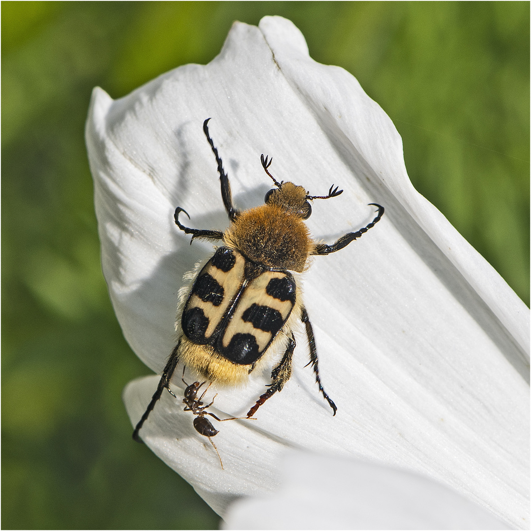 Den Gebänderten Pinselkäfer (Trichius fasciatus) . . .