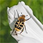 Den Gebänderten Pinselkäfer (Trichius fasciatus) . . .