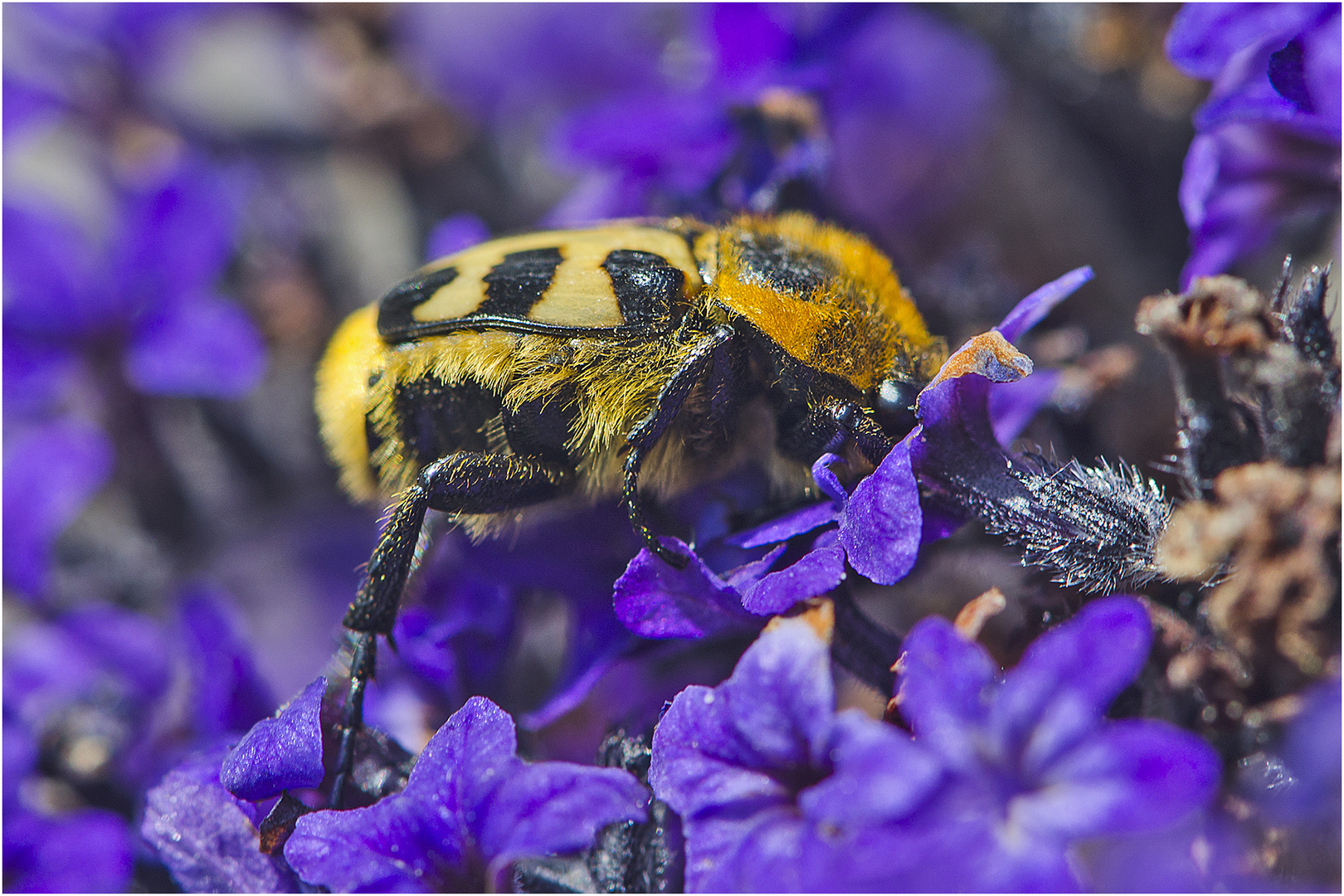 Den Gebänderten Pinselkäfer (Trichius fasciatus) entdeckte ich . . .