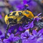 Den Gebänderten Pinselkäfer (Trichius fasciatus) entdeckte ich . . .