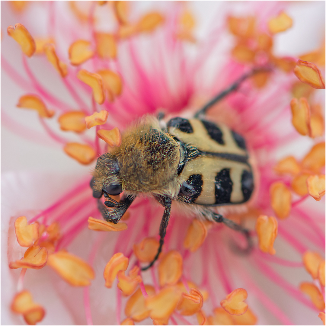 Den Gebänderten Pinselkaefer (Trichius fasciatus) entdeckte ich . . .