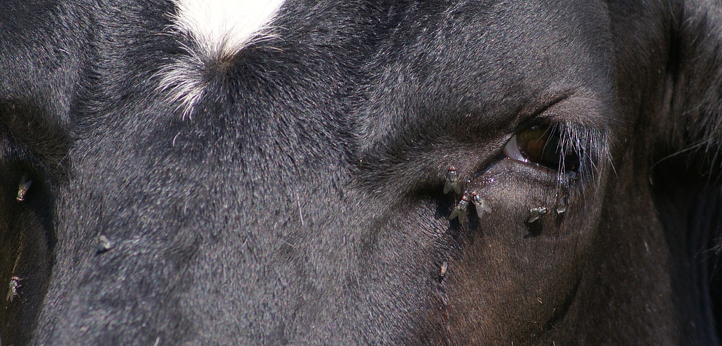 Den Gegner im Auge und Ruhe bewahren