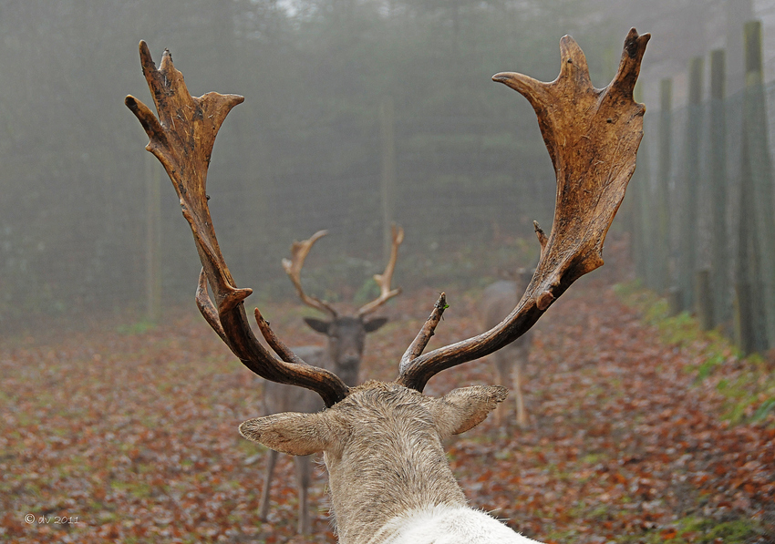 Den Gegner im Blick