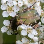 Den gemeine Rosenkäfer - Cetonia aurata -  .....