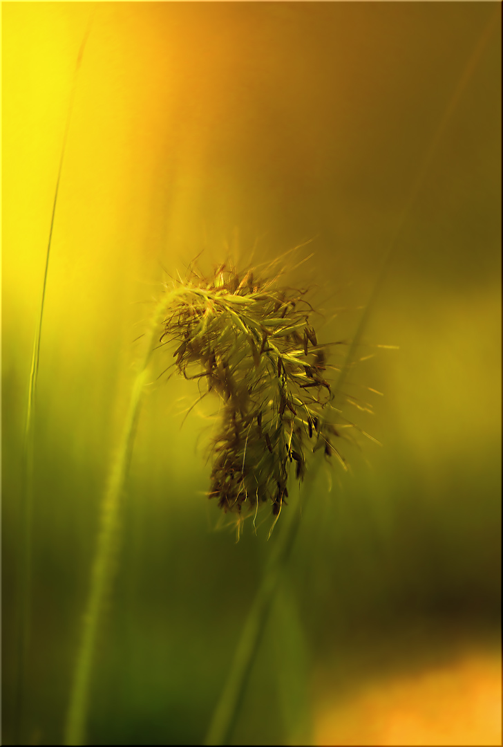 den geruch von frischen gras einatmen ...