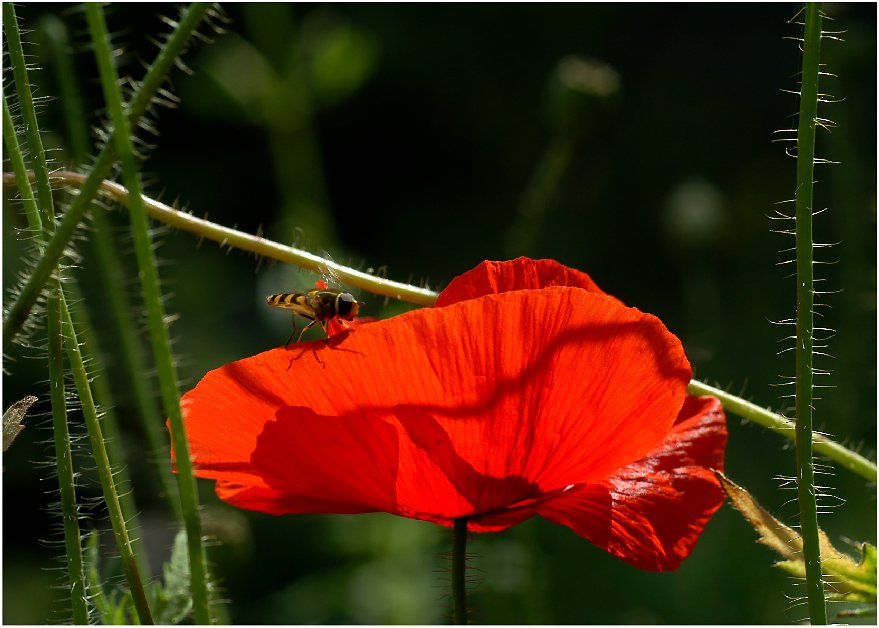 Den Geschmack des Sommers...