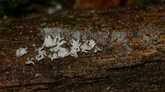 Den Geweihförmigen Schleim"pilz" CERATOMYXIA FRUTICULOSA ...