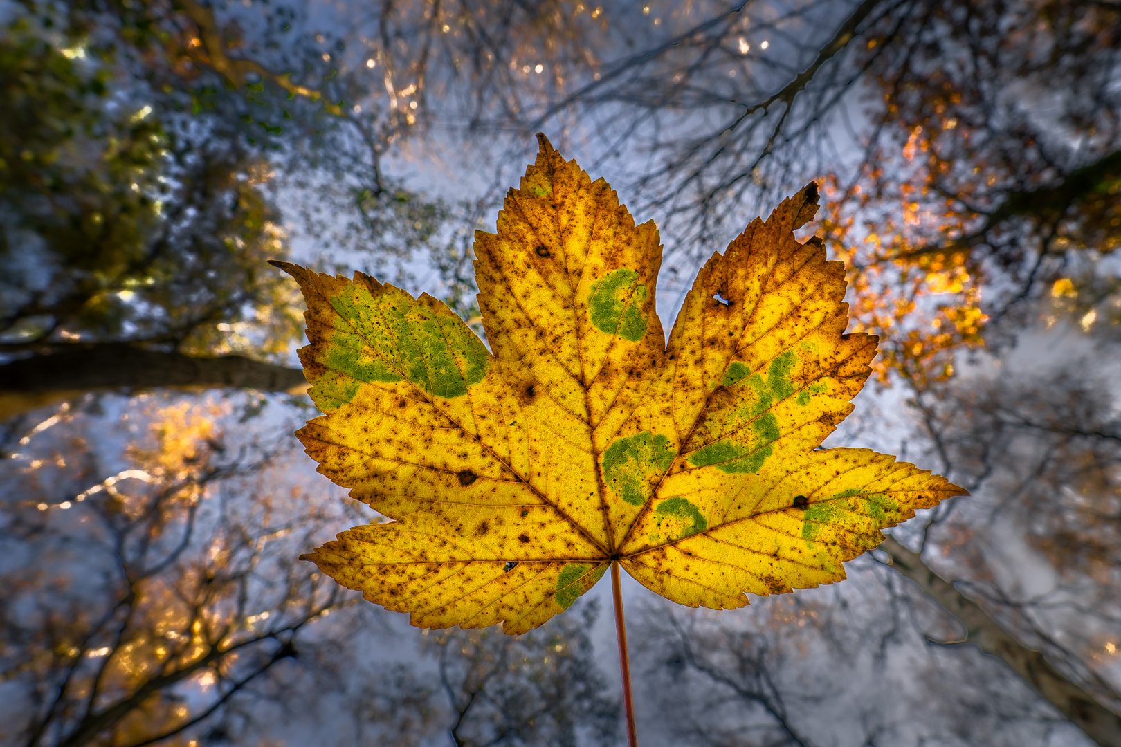 den goldenen Herbst genießen - enjoy golden autumn