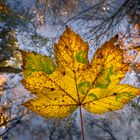 den goldenen Herbst genießen - enjoy golden autumn