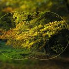 Den goldenen Herbst voll im Visier