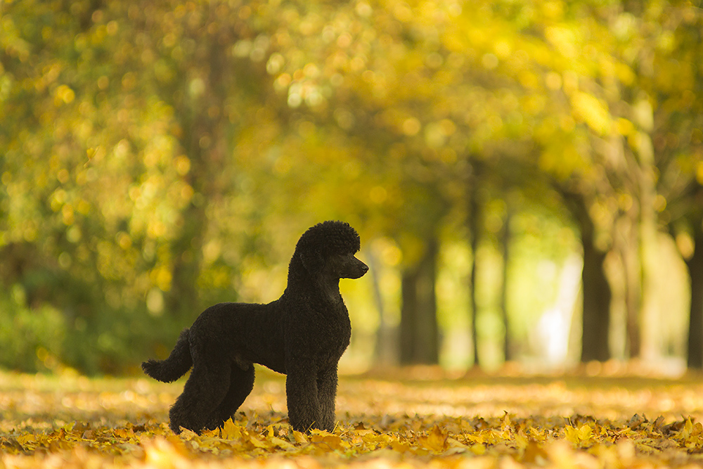 Den goldenen Oktober genießen...